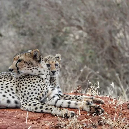 Tausa Tsavo Eco Lodge-2